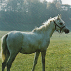 HEVONEN POSTIKORTTI - ARABIANHEVONEN - pikkukuva 1
