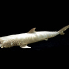 Täytetty mustatäplähai (Carcharhinus sealei), Madagaskar - pikkukuva 3