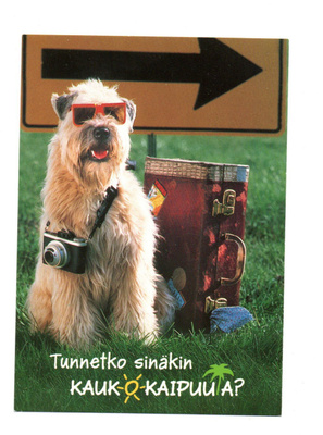Koira..."°Tunnetko sinäkin KAUKOKAIPUUTA?°" -KORTTI