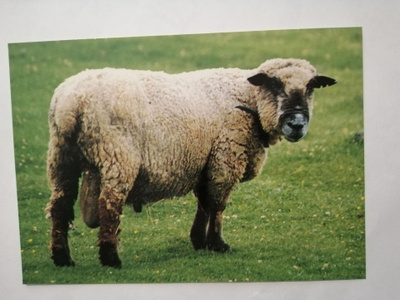 Lammas