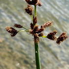 Merikaisla (Bolboschoenus maritimus), siemeniä 50 kpl - pikkukuva 2