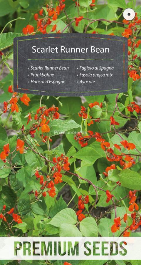 Ruusupapu Scarlet Runner Bean - siemenet #