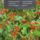 Ruusupapu Scarlet Runner Bean - siemenet # - pikkukuva 1