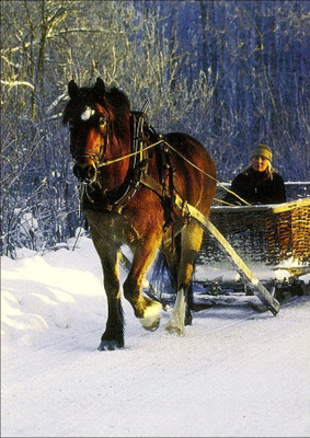 Hevonen vetää rekeä, käyttämätön