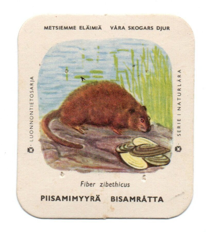 Kahvilappu PIISAMIMYYRÄ Iso kuvakoko