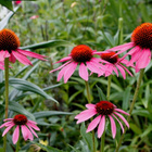 Kaunopunahattu (Echinacea purpurea), siemeniä 30 kpl - pikkukuva 2