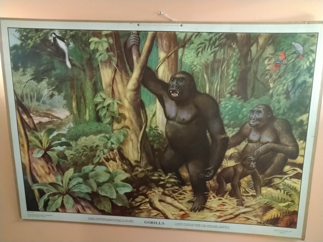 Gorilla opetustaulu.