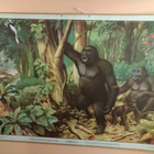 Gorilla opetustaulu. - pikkukuva 1