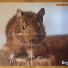 Uniklubi / Degu - kaksipuolinen juliste - pikkukuva 2