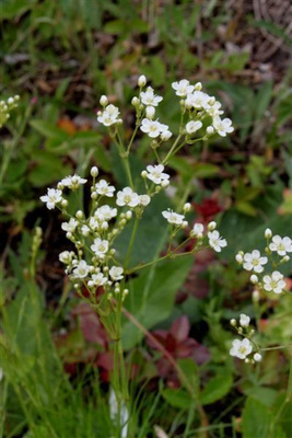Arho (Arenaria procera ssp. procera), siemeniä 50 kpl,