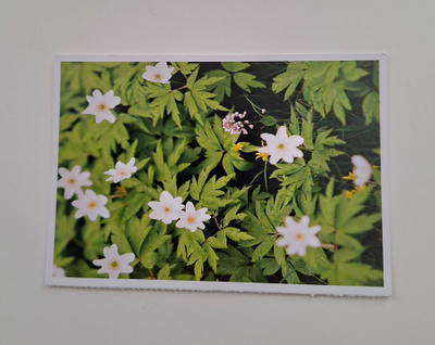 "Valkovuokot"-KULKEMATON POSTIKORTTI
