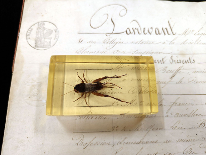 Natura Obscura – Entomologinen näyte no. 362
