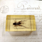 Natura Obscura – Entomologinen näyte no. 362 - pikkukuva 1