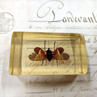 Natura Obscura – Entomologinen näyte no. 347 - pikkukuva 3