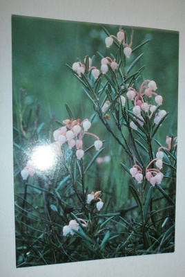 Suokukka (Andromeda folifolia), p. 1991 + lisäleima