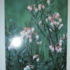 Suokukka (Andromeda folifolia), p. 1991 + lisäleima - pikkukuva 1