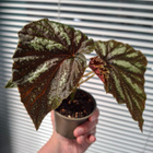 Begonia U168 - pikkukuva 2