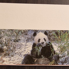 Panda, isopanda, eläinkortti, taittokortti, kulkenut postik. - pikkukuva 1