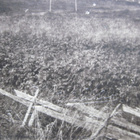 VANHA Postikortti Lieto Pokkola 1920-l - pikkukuva 3