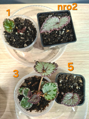 Begonia Hawaiian Silver taimia 5kpl