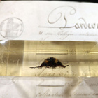 Natura Obscura – Entomologinen näyte no. 304 - pikkukuva 2