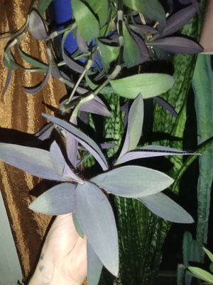 Purppurajuorun pistokkaita