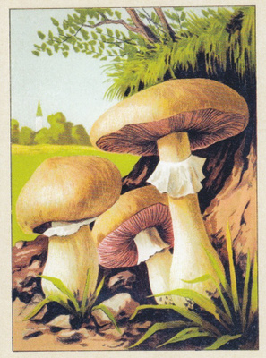 Nurmiherkkusieni (isohko kortti)