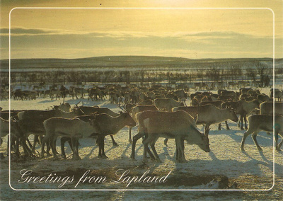 LAPPI - LAPLAND : Porotokka. Kulk.-87