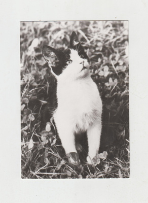 KISSA POSTIKORTTI
