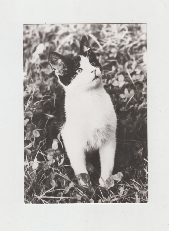 KISSA POSTIKORTTI