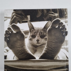 J. C. (edit.) Suares : The Big Book Of Cats - pikkukuva 2