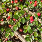 Sulkatuhkapensas (Cotoneaster horizontalis), siemeniä 30 kpl - pikkukuva 2