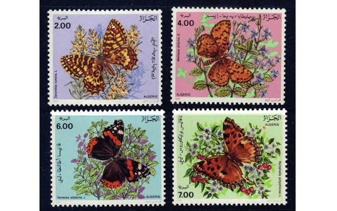 Algeria 1991 perhossarja **