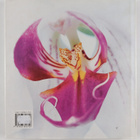 Wilma Rittershausen ym. : Introducing Orchids - pikkukuva 2