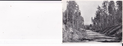 Padasjoki, Puisto   b646