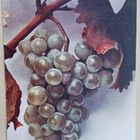 Viinirypäleitä (Vitis vinifera), vanha väripk, p. 1926 - pikkukuva 1