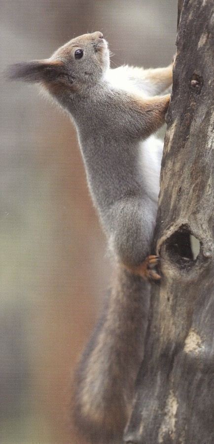 Harmaa orava (panoraamakortti)