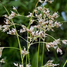 Valkopiippo (Luzula luzuloides), siemeniä 50 kpl - pikkukuva 2