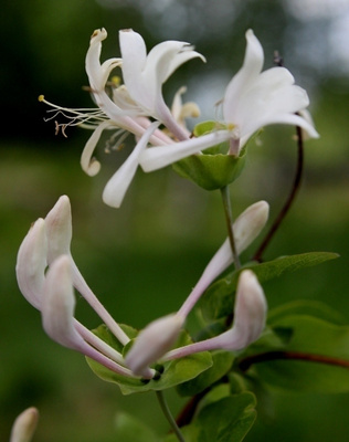 Tuoksuköynnöskuusama (Lonicera caprifolium), siemeniä 15 kpl
