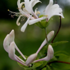Tuoksuköynnöskuusama (Lonicera caprifolium), siemeniä 15 kpl - pikkukuva 1