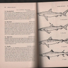 Cannon: How to Fish the Pacific Coast, Lane Co 1954,nid., K3 - pikkukuva 4
