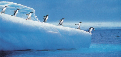 Pingviinit uimaan menossa (panoraamakortti)