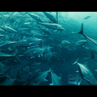 Oceans | 2-Disc Edition / Blu-ray + DVD - pikkukuva 5