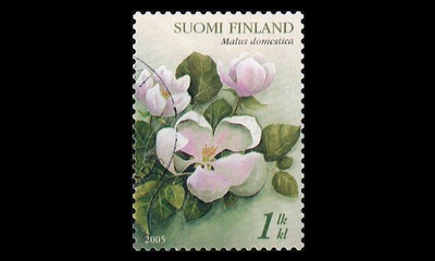 1736 o Omenankukka (2005)