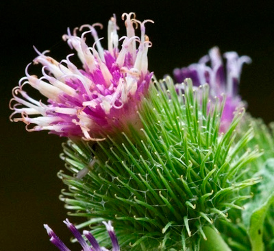 Karheasappiruoho (Xanthium strumarium), siemeniä 10 kpl