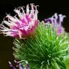 Karheasappiruoho (Xanthium strumarium), siemeniä 10 kpl - pikkukuva 1