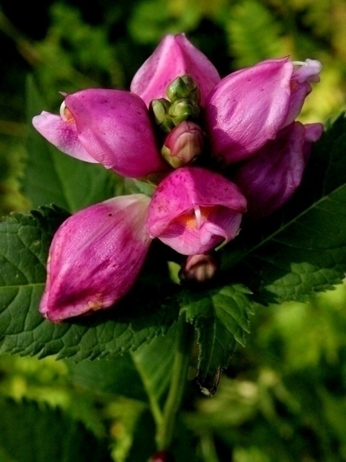 Lilakonnanyrtti (Chelone obliqua), siemeniä 50 kpl