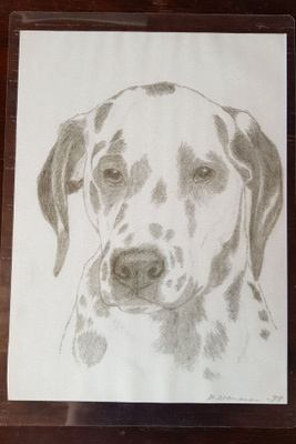DALMATIANKOIRA PIIRROS; LAMINOITU