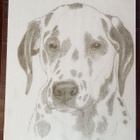 DALMATIANKOIRA PIIRROS; LAMINOITU - pikkukuva 1
