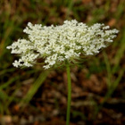 Rikkaporkkana (Daucus carota ssp. carota), siemeniä 50 kpl - pikkukuva 2
